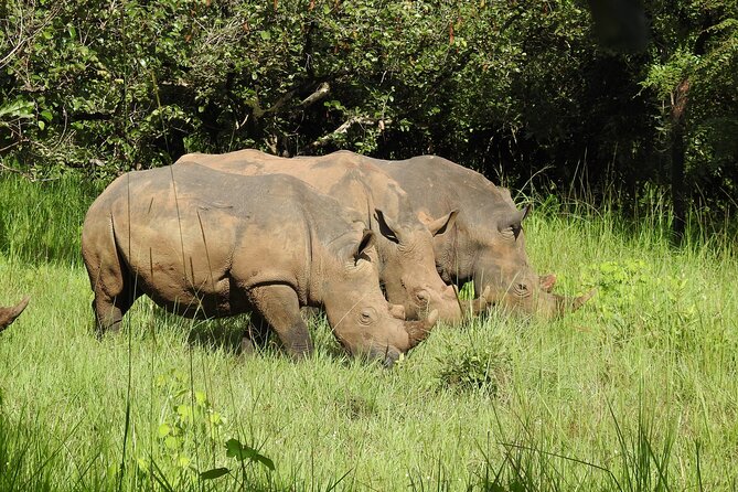 1 Day Budget Rhino Trekking at Ziwa Rhino Sanctuary - Why a walking rhino encounter matters