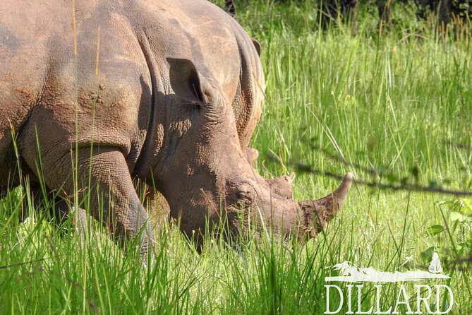 1 Day Budget Rhino Trekking at Ziwa Rhino Sanctuary - Leaving Kampala at 6:00 am