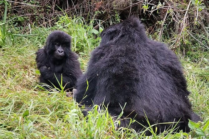 1 Day Gorilla Trekking Mgahinga Gorilla NP & Lake Bunyonyi - Why the gorilla hour matters