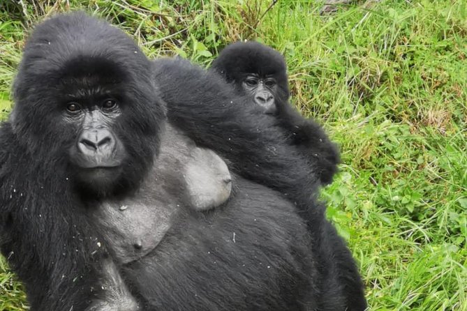 1 Day Gorilla Trekking Mgahinga Gorilla NP & Lake Bunyonyi - Bwindi or Mgahinga: what the park choice means