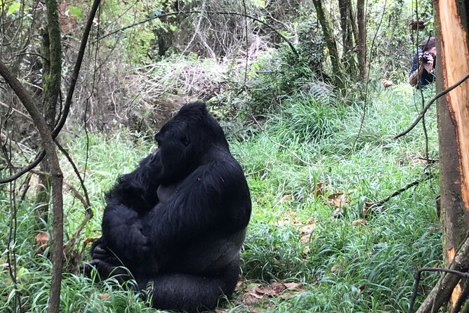 1 Day Gorilla Trekking Mgahinga Gorilla NP & Lake Bunyonyi - The ranger briefing and forest trek