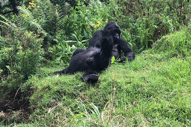 1 Day Gorilla Trekking Mgahinga Gorilla NP & Lake Bunyonyi - Returning to the ranger station and Lake Bunyonyi