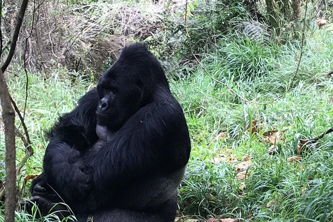 1 Day Gorilla Trekking Mgahinga Gorilla NP & Lake Bunyonyi - Is $1,400 a fair price?