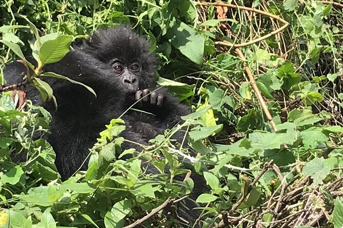 1 Day Gorilla Trekking Mgahinga Gorilla NP & Lake Bunyonyi - Who will enjoy this trek most