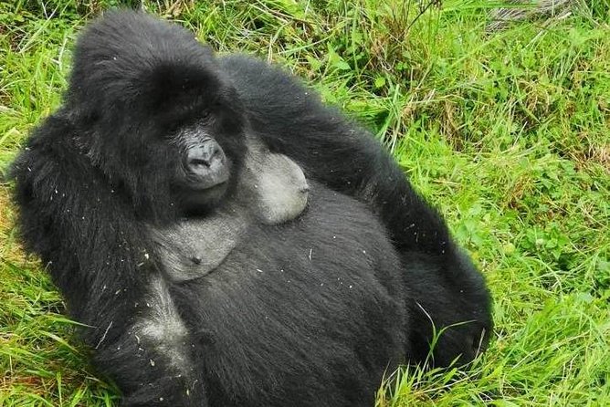 1 Day Gorilla Trekking Mgahinga Gorilla NP & Lake Bunyonyi - Your 5:00 am start from Lake Bunyonyi