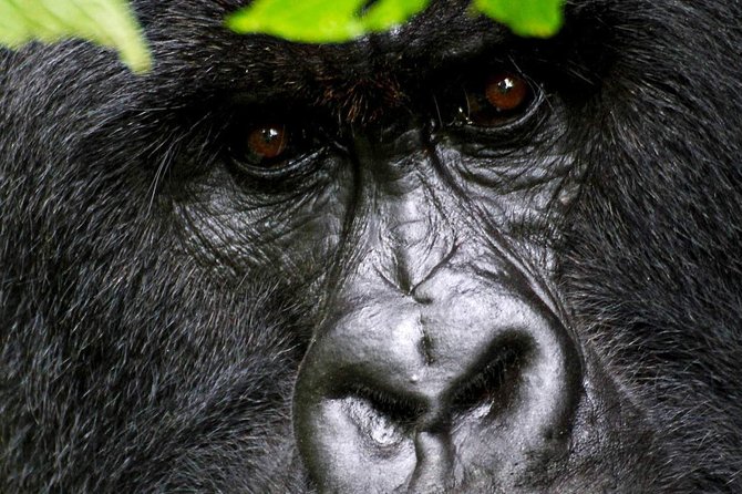 1 Day Gorilla trekking volcanoes national park - Why this gorilla day trip is such a big experience