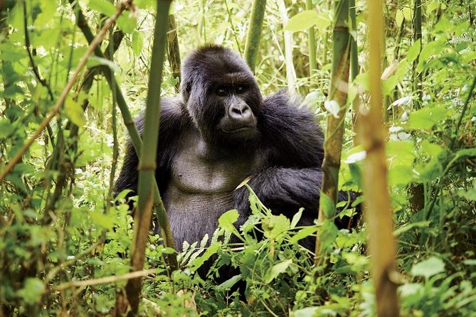 1 Day Gorilla trekking volcanoes national park - What the guide and tracker team add