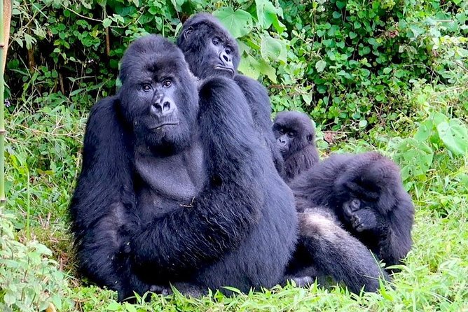 1 Day Gorilla trekking volcanoes national park - The 4:00 am departure from Kigali