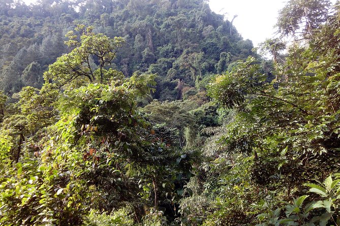 1 Day Kilimanjaro forest (mambori waterfalls). - Weather, timing, and what to clarify