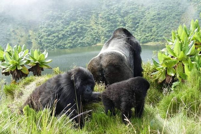 1 Day Rwanda Gorilla Trekking Tour In The Volcanoes National Park - Kinigi briefing and the rules of the forest