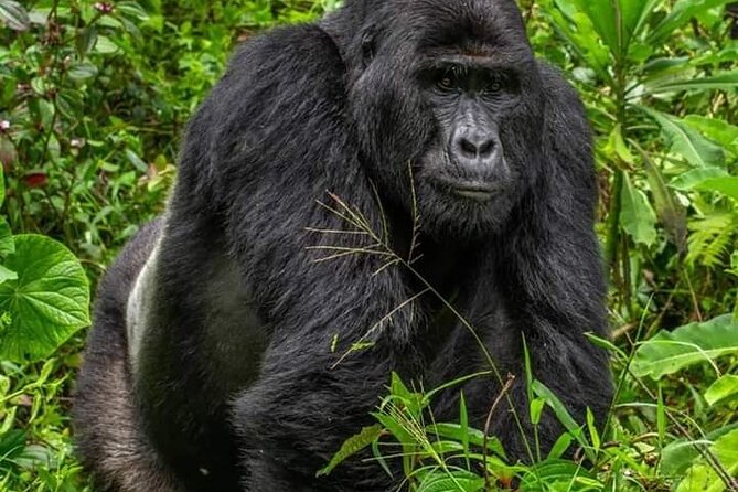1 Day Rwanda Gorilla Trekking Tour In The Volcanoes National Park - One hour with a gorilla family