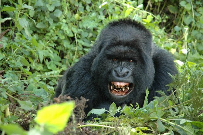 1 Day Rwanda Gorilla Trekking Tour In The Volcanoes National Park - The return journey to Kigali