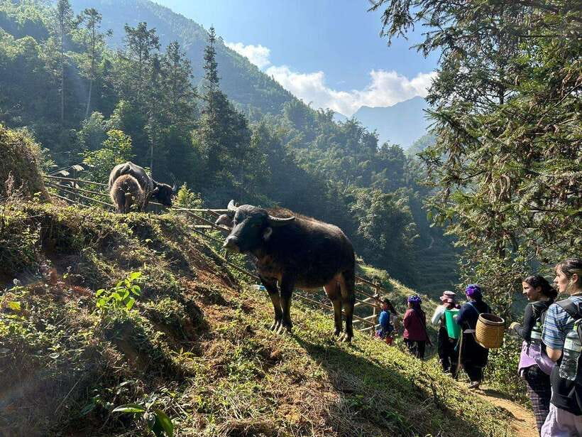 1 Day Sapa Trek&Home-cooked Lunch HmongSisterHouse&Trekking - Should you book this experience?