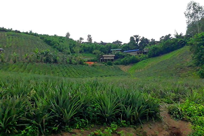 1 Day Trekking Group Tour With Bamboo Cooking / Chiang Rai - The 9 a.m. start and ride into the countryside
