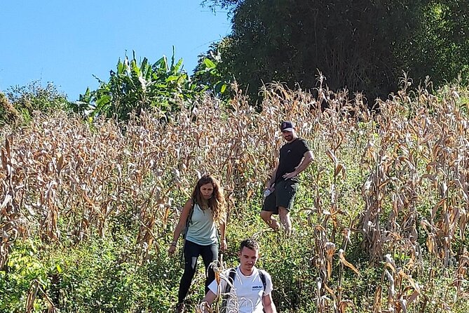1 Day Trekking in Chiang Mai - Learning about plants, farming, and herbal medicine