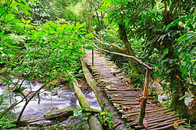 10 Days Affordable Gorilla Trekking Holiday - Day 3: Chimpanzees and the Bigodi community
