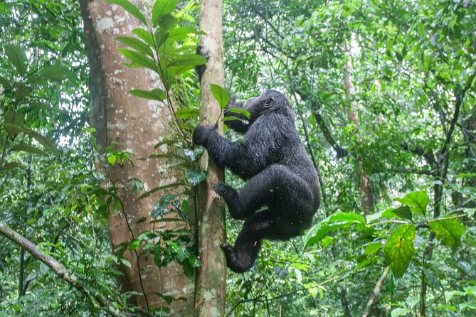 10 Days Affordable Gorilla Trekking Holiday - Day 4: Rwenzori views and Queen Elizabeth National Park