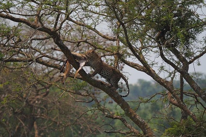 10 Days Affordable Gorilla Trekking Holiday - Day 6: Tree-climbing lions and the road to Bwindi