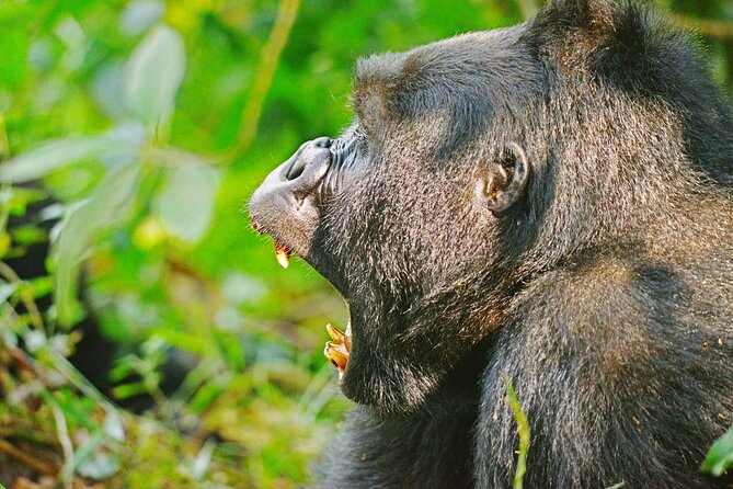 10 Days Affordable Gorilla Trekking Holiday - Day 7: The gorilla trek in Bwindi