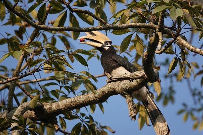 10 Days Kathmandu Chitawan Pokhara Tour with Dhampus Trek - Day 7: Dhampus to Sarangkot and the Himalayan ridge