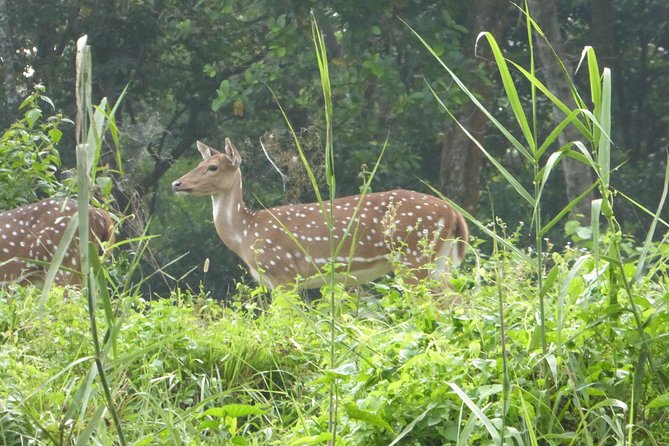 10 Days Kathmandu Chitawan Pokhara Tour with Dhampus Trek - Day 9: Return to Kathmandu and a cultural dinner