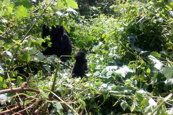 10 Days Uganda Gorilla & Chimpanzee Trekking Safari - Key points at a glance