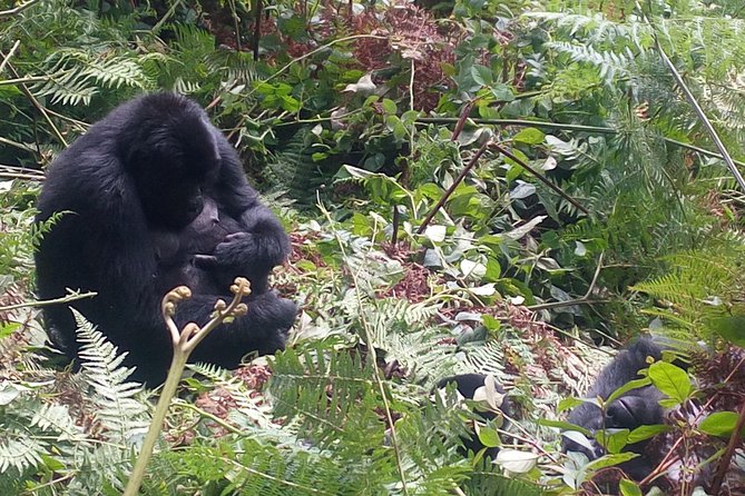 10 Days Uganda Gorilla & Chimpanzee Trekking Safari - Why this Uganda route works