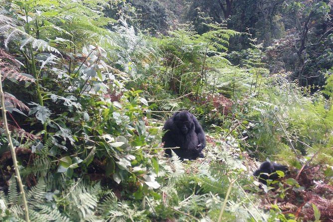 10 Days Uganda Gorilla & Chimpanzee Trekking Safari - Day 5: Chimpanzees and Bigodi Wetland