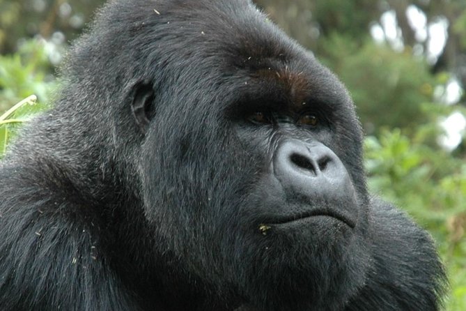 10 Days Uganda Gorilla & Chimpanzee Trekking Safari - Day 6: Moving toward Queen Elizabeth National Park
