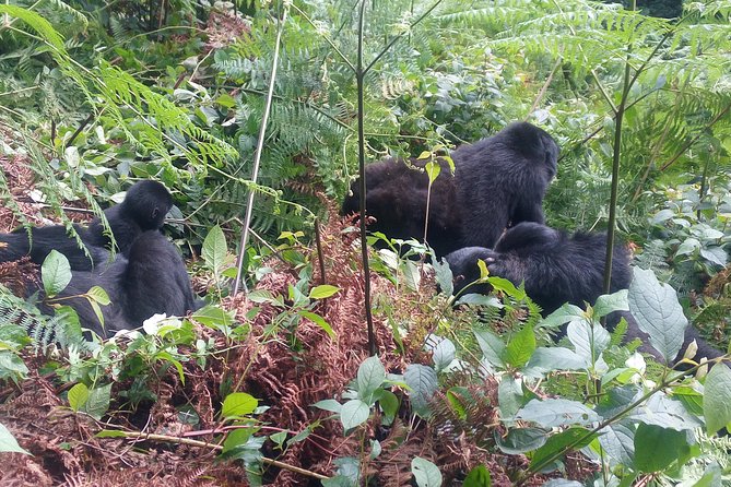 10 Days Uganda Gorilla & Chimpanzee Trekking Safari - Day 7: Ishasha lions on the way to Bwindi
