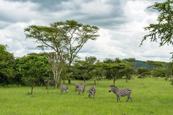 10 Days Uganda Gorilla & Chimpanzee Trekking Safari - Day 2: White rhinos at Ziwa, then north to Murchison Falls