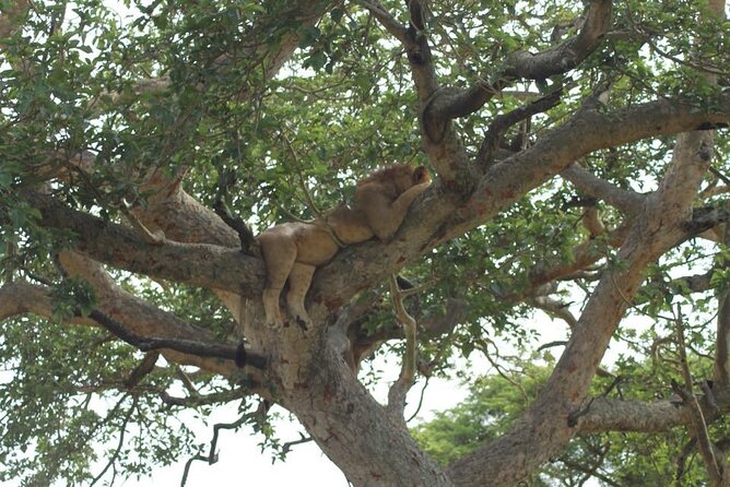 11-Day African Big 5 with Gorilla Trekking Safari in Uganda. - Why the gorilla permit changes the value