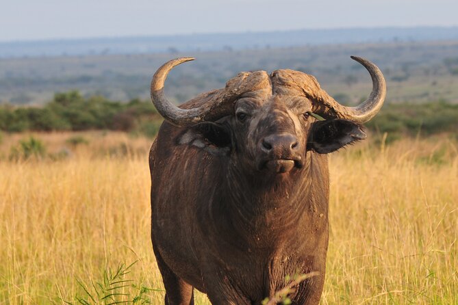 12-Day Big 5, Chimp & Gorilla Trekking Safari - The Kazinga Channel is a safari highlight