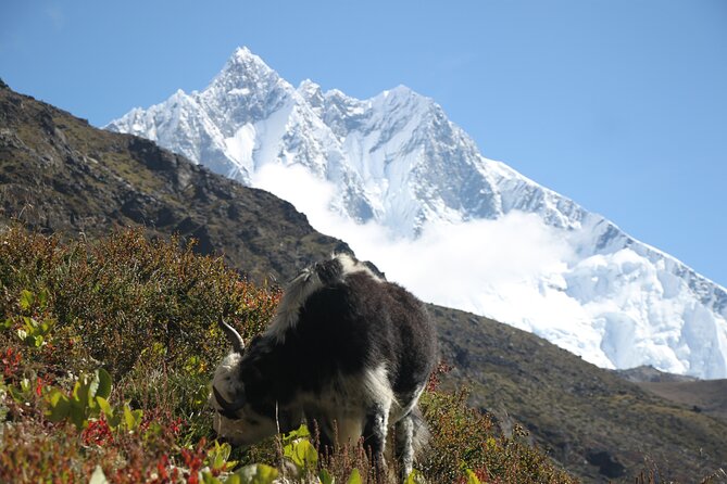 12 Days Private Everest Camp Base Tour from Kathmandu - Day 5: Through Pangboche to Dingboche