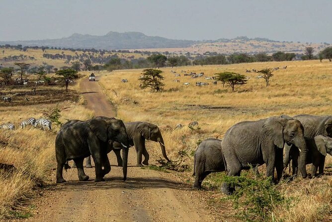 12 Days Safari Tour around Mt Kilimanjaro off the beaten - Days 4 and 5: Mkomazi’s rhinos, wild dogs, and birds