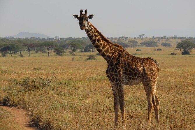 12 Days Safari Tour around Mt Kilimanjaro off the beaten - Day 7: Forest animals at Lake Manyara