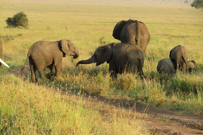 12 Days Safari Tour around Mt Kilimanjaro off the beaten - Day 8: Lake Natron, Engare Sero, and a Maasai-led walk