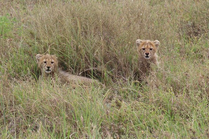 12 Days Safari Tour around Mt Kilimanjaro off the beaten - Days 9 and 10: Entering the Serengeti from the east