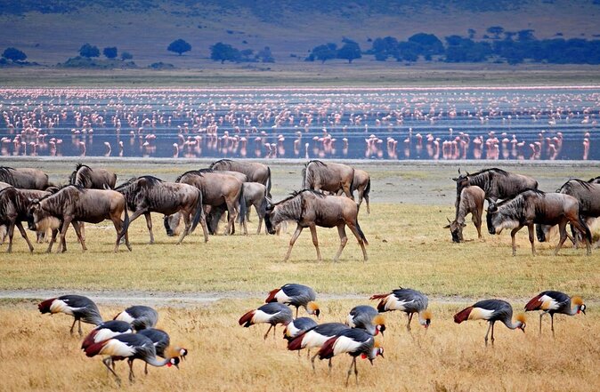 12 Days Safari Tour around Mt Kilimanjaro off the beaten - Day 3: Enduimet and the Kilimanjaro view