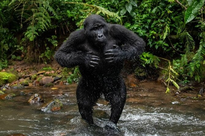 14 Days Uganda Safari Adventure, Gorilla Trekking and WildlifeTour - Days 1 to 3: Rhinos, Murchison Falls, Lake Albert, and Hoima