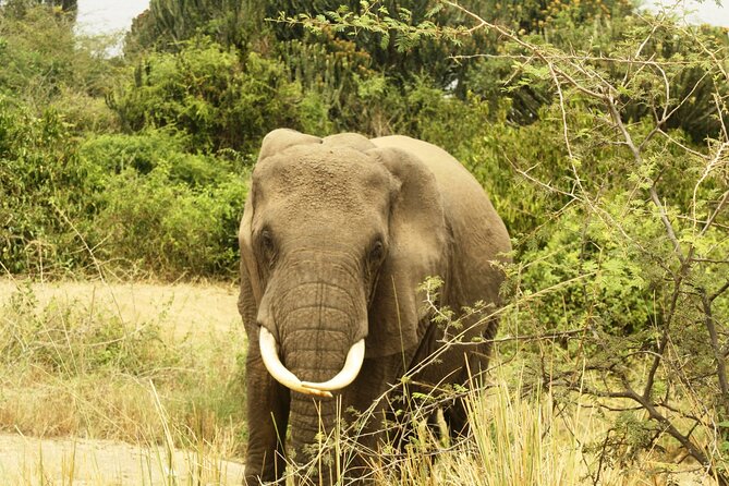 14 Days Uganda Safari Adventure, Gorilla Trekking and WildlifeTour - Day 8: Kyambura Gorge and Ishasha’s tree-climbing lions