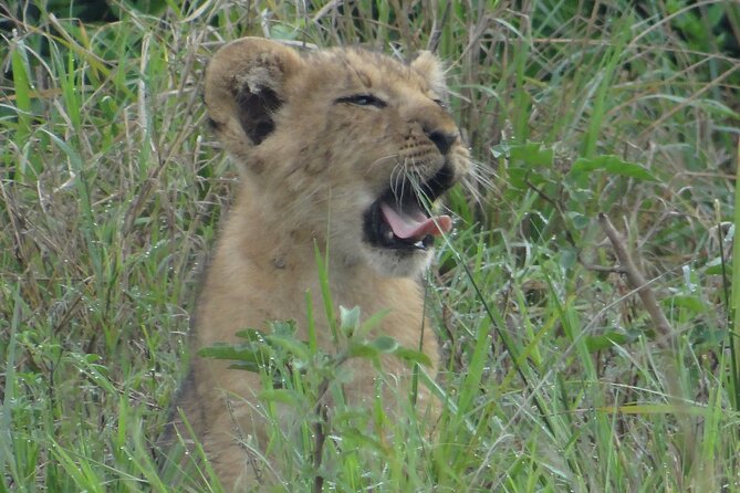 14 Days Uganda Safari Adventure, Gorilla Trekking and WildlifeTour - Days 9 and 10: Echuya Forest, golden monkeys, and Lake Mutanda
