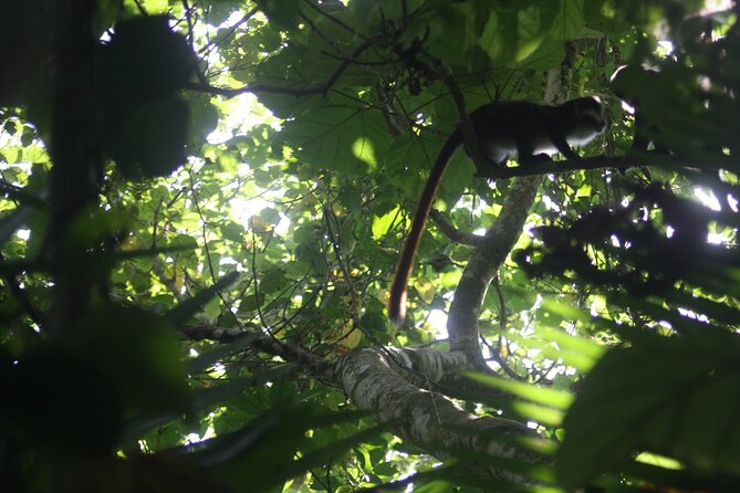 14 Days Uganda Safari Adventure, Gorilla Trekking and WildlifeTour - Day 11: Gorilla trekking and the move to Lake Bunyonyi