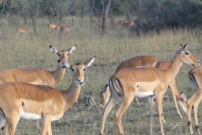 14 Days Uganda Safari Adventure, Gorilla Trekking and WildlifeTour - Day 12: Canoeing, island stories, and a family lunch