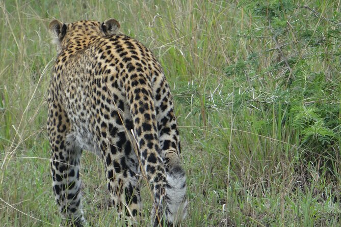 14 Days Uganda Safari Adventure, Gorilla Trekking and WildlifeTour - Day 13: Lake Mburo’s evening and night wildlife