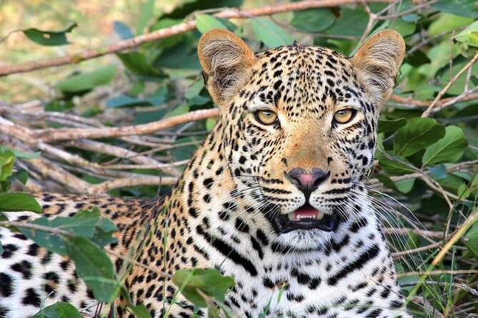 14 Days Uganda Safari Adventure, Gorilla Trekking and WildlifeTour - Days 4 and 5: Tea country and Kibale chimpanzees