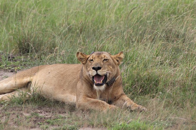 15-Day Gorilla and chimps Trekking, Big 5 and Nature Sighting Safari - Days 4 to 6: Kibale chimpanzees and the Bigodi wetlands