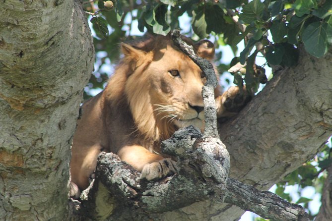 15-Day Gorilla and chimps Trekking, Big 5 and Nature Sighting Safari - Day 9: Ishasha and the search for tree-climbing lions