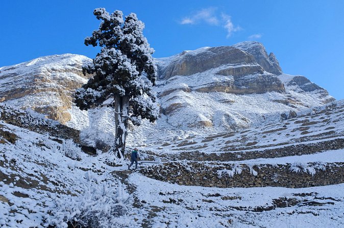 15 Days Round Annapurna Trek with Poon Hill from Pokhara - Day 5: Pine forests and the climb to Pisang