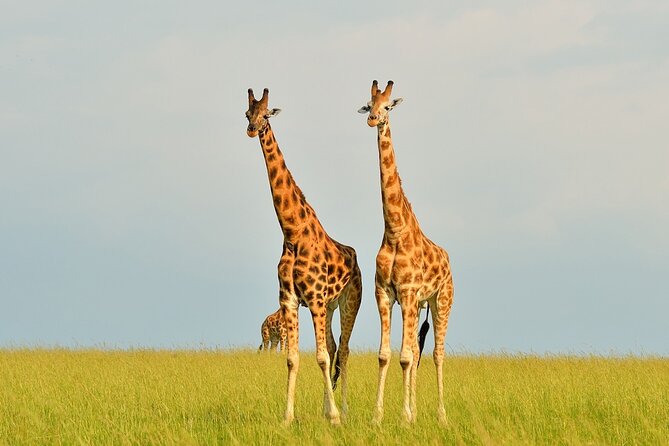 2 Day Guided Murchison Falls And Zziwa Rhino Trekking Safari - Why this short Uganda safari packs in so much